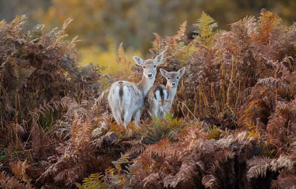 Autumn, forest, look, leaves, nature, thickets, two, deer