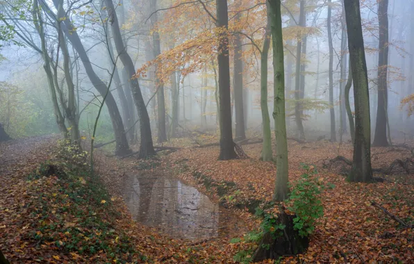 Autumn, forest, trees, fog, foliage, morning, puddle