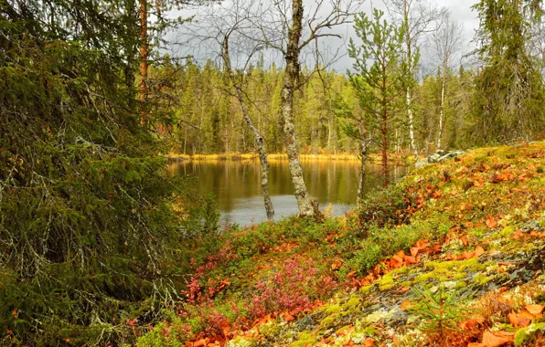 Picture FOREST, LEAVES, POND, TREES, POND, LAKE, AUTUMN, FOLIAGE