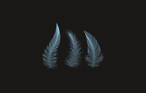 Pen, feathers, feathers
