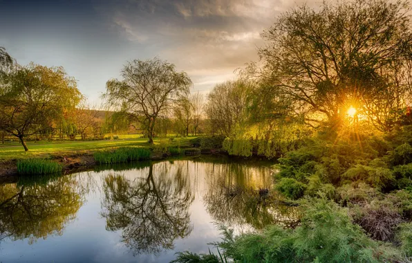 Picture trees, sunset, pond, England, Petersfield