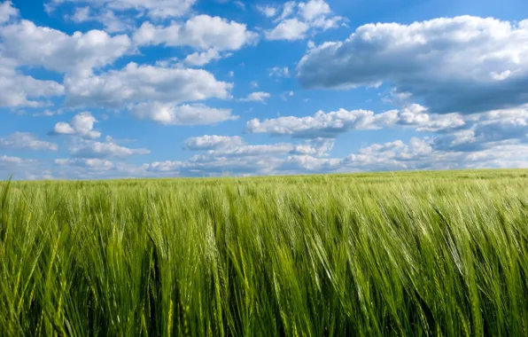 Greens, field, the sky, grass, the sun, clouds, ears