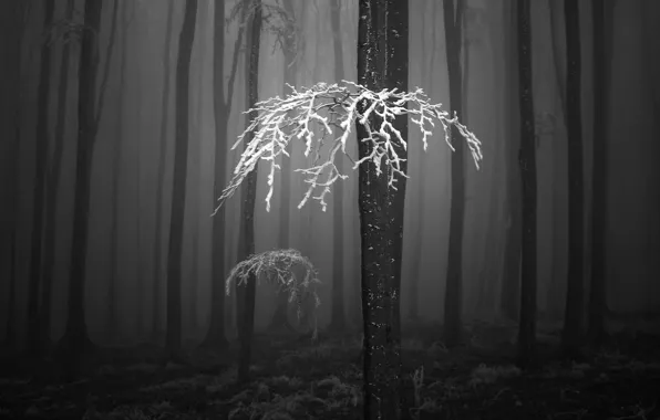 Winter, frost, forest, trees, branches, nature, black and white photo