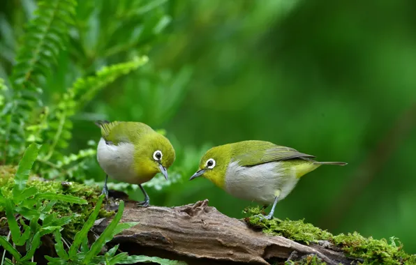 Picture leaves, birds, nature, pair, snag, white eye, white - eyed warbler