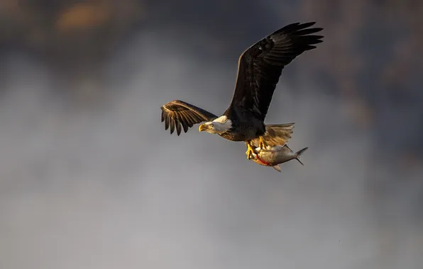 The sky, flight, bird, fish, mining, bald eagle