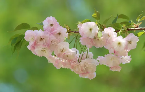 Macro, cherry, background, branch, Sakura, flowering, flowers
