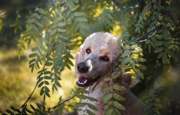Look, face, leaves, light, branches, nature, portrait, dog