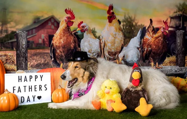 Dogs, look, face, pose, dog, village, photoshoot, chicken