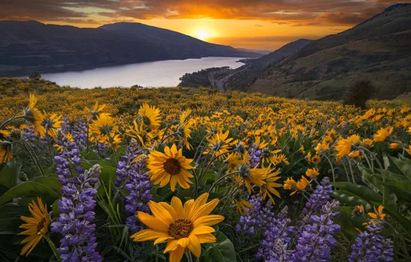 Sunset, flowers, mountains, river, meadow, Oregon, Oregon, Columbia River