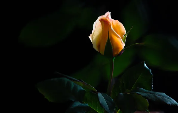 Flower, leaves, light, rose, stem, Bud, black background, yellow