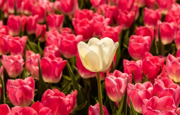 White, light, flowers, Tulip, spring, tulips, pink, flowerbed
