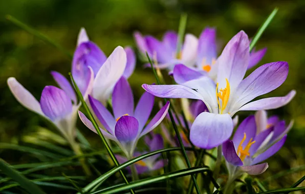 Flowers, spring, crocuses, primroses, lilac, Krokus, bokeh, spring flowers