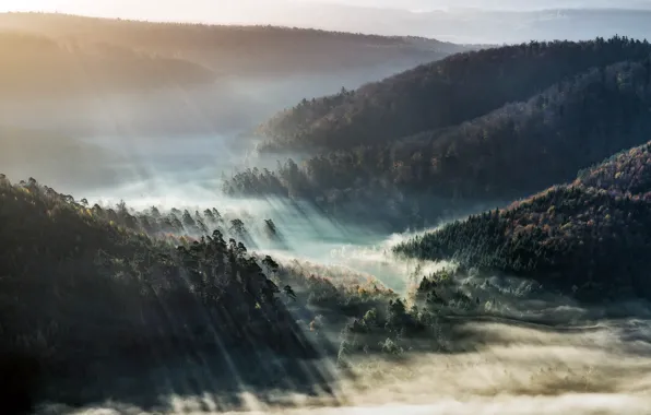 Picture light, fog, morning