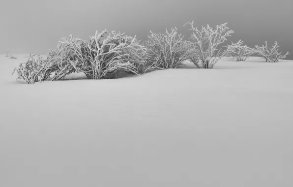 Winter, snow, the bushes