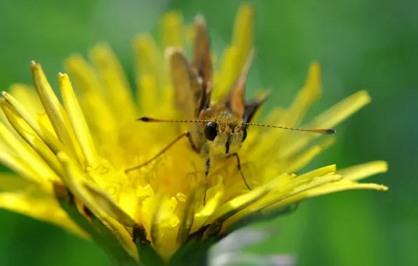 Yellow, dandelion, butterfly, legs, antennae