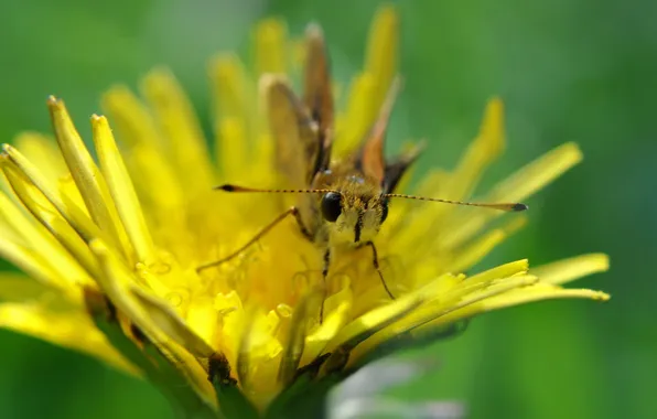 Picture yellow, dandelion, butterfly, legs, antennae