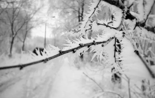 Frost, macro, snow, Winter morning