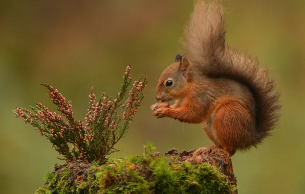 Background, moss, stump, protein, red, Heather