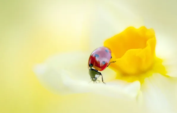 PETALS, FLOWER, INSECT, LADYBUG, NARCISSUS