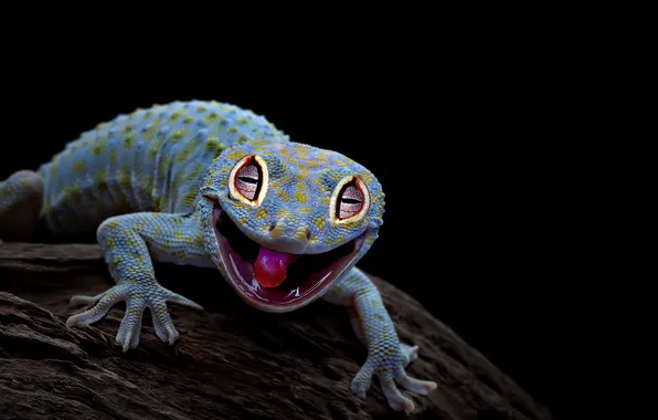 Picture nature, background, lizard