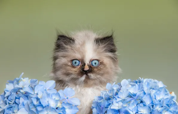 Cat, look, flowers, kitty, portrait, blue, kitty, face