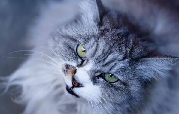 Cat, cat, look, muzzle, cat