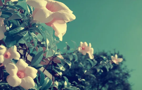 Picture beautiful, vintage, lol