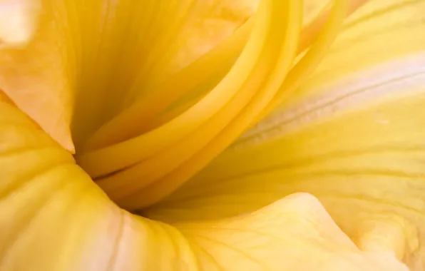 Flower, macro, yellow