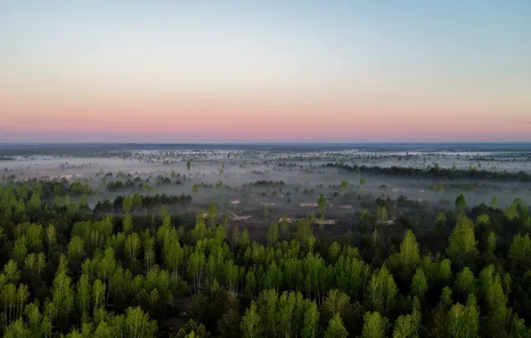 Picture Lithuania, misty, forest