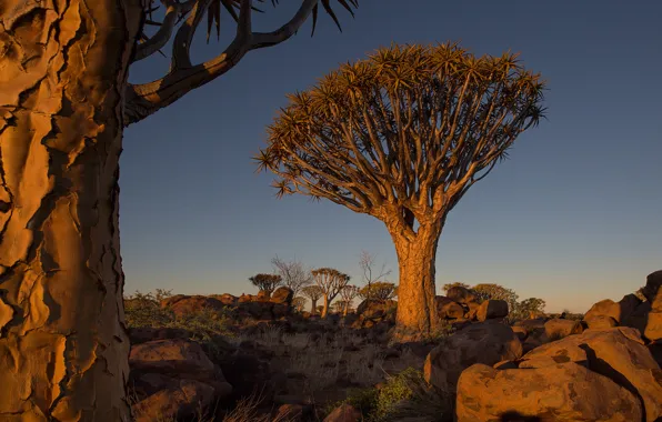 The sky, trees, landscape, sunset, stones, Africa, Namibia