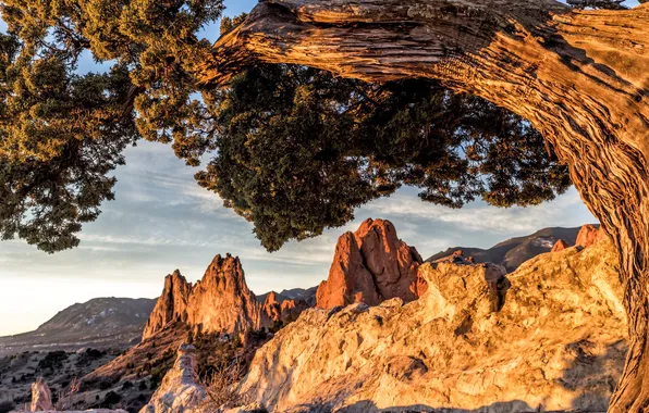 Stones, tree, rocks, pine