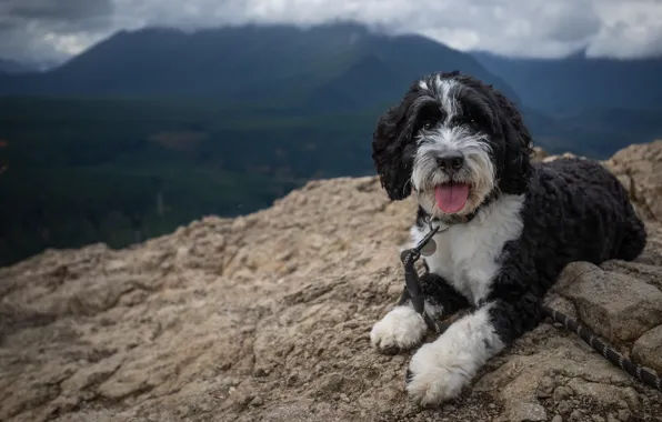 Picture mountains, nature, dog, lies