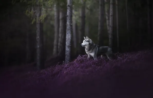 Forest, flowers, nature, pose, glade, dog, pine, husky