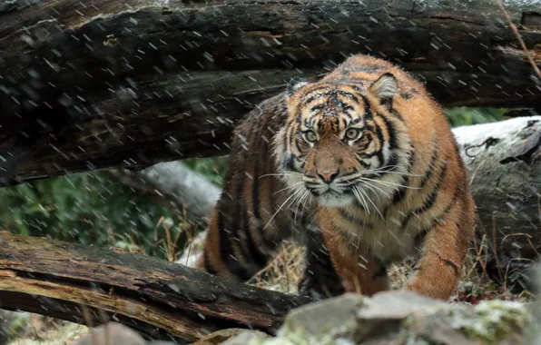 Picture look, face, predator, Sumatran tiger