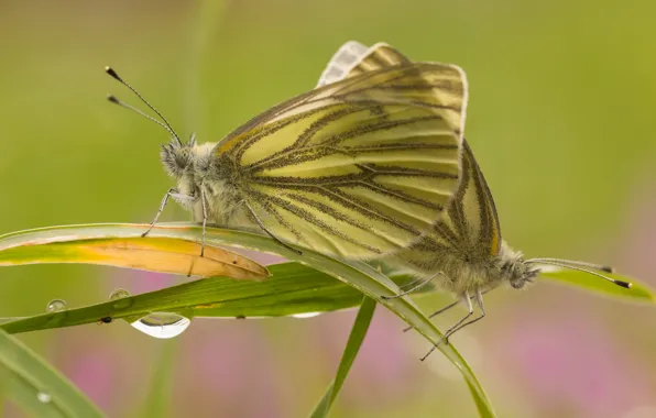 Grass, leaves, grass, butterfly. background