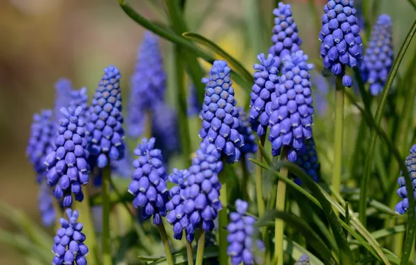 Picture flowers, background, spring, Muscari