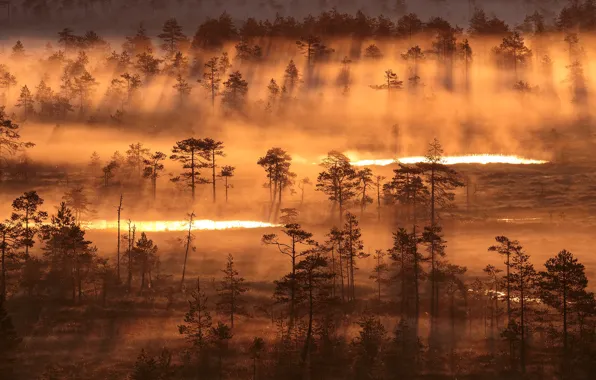 Light, nature, fog, morning