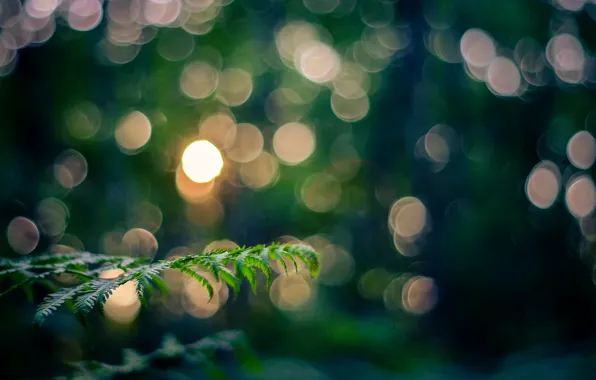 Leaves, macro, light, nature, sprig, branch, the evening, bokeh