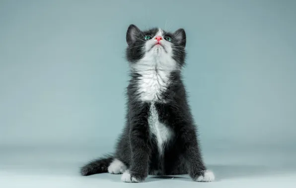 Picture cat, look, pose, kitty, background, blue, black, paws