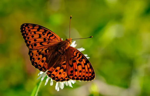 Flower, macro, butterfly, wings, beautiful, closeup