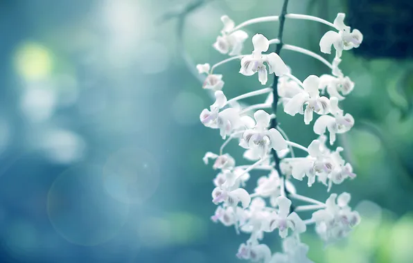 Picture macro, white, soft orchids