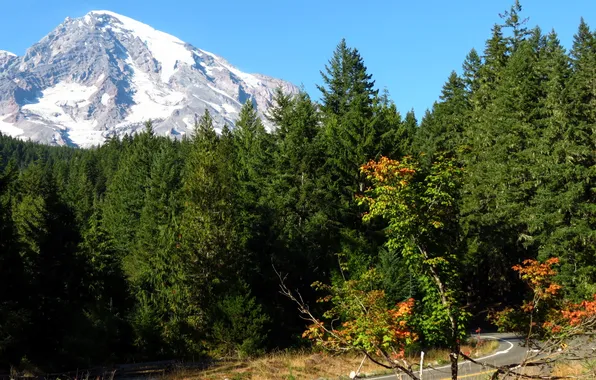 Picture road, forest, mountain, glacier, USA, Mount Rainier National Park