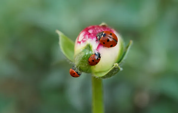 Flower, macro, insects, background, ladybug, Bud, bugs, three