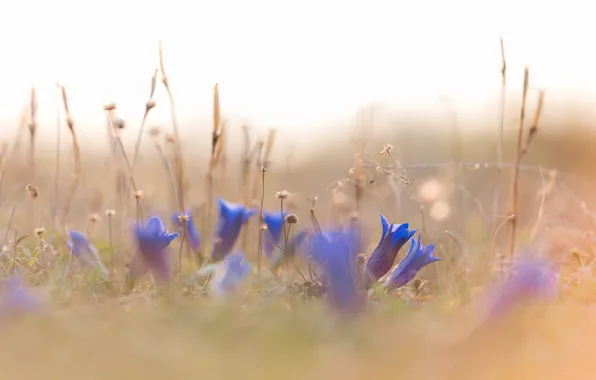 Grass, flowers, nature