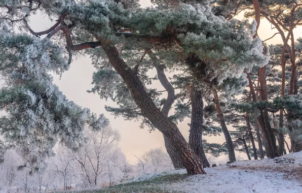 Picture winter, frost, trees, landscape, nature, Park, pine, the bushes