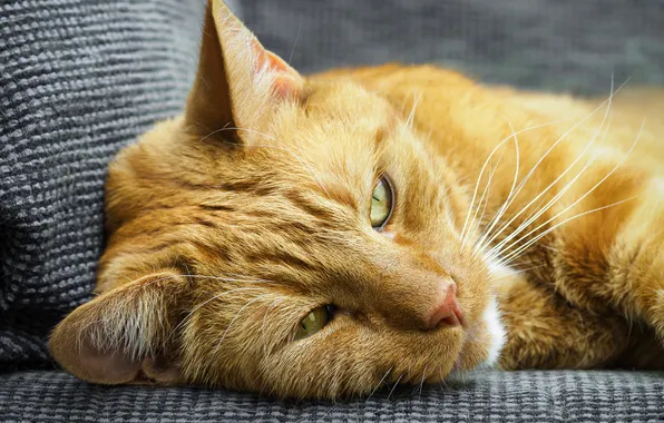 Cat, cat, look, pose, sofa, red, lies, grey background