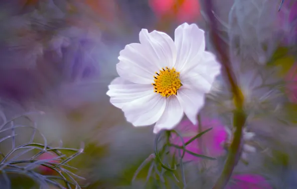 White, flower, leaves, space, blur, garden, bokeh, kosmeya