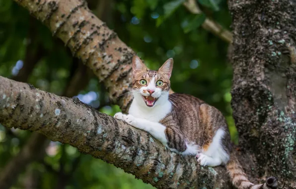 Picture cat, look, trees