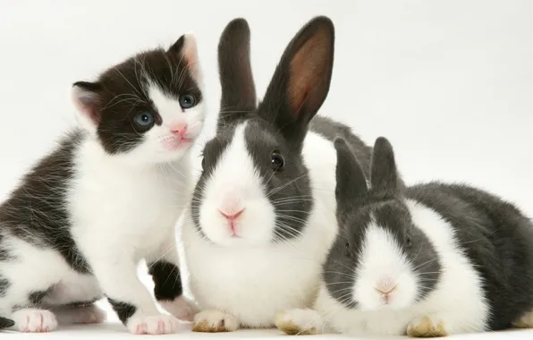 Picture rabbit, black and white, kitty, spotted