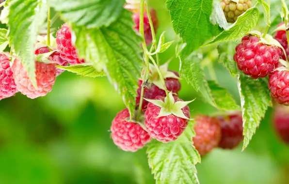 Picture leaves, nature, berries, raspberry, raspberry Bush, .summer